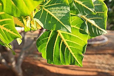 ARPG找代练实际FPS也不行 马斯克女儿揭发父亲《守望先锋》太逊