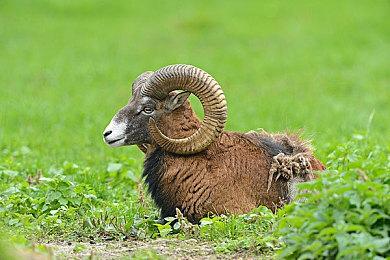 《瘟疫传说：安魂曲》新视频 展示新玩法片段